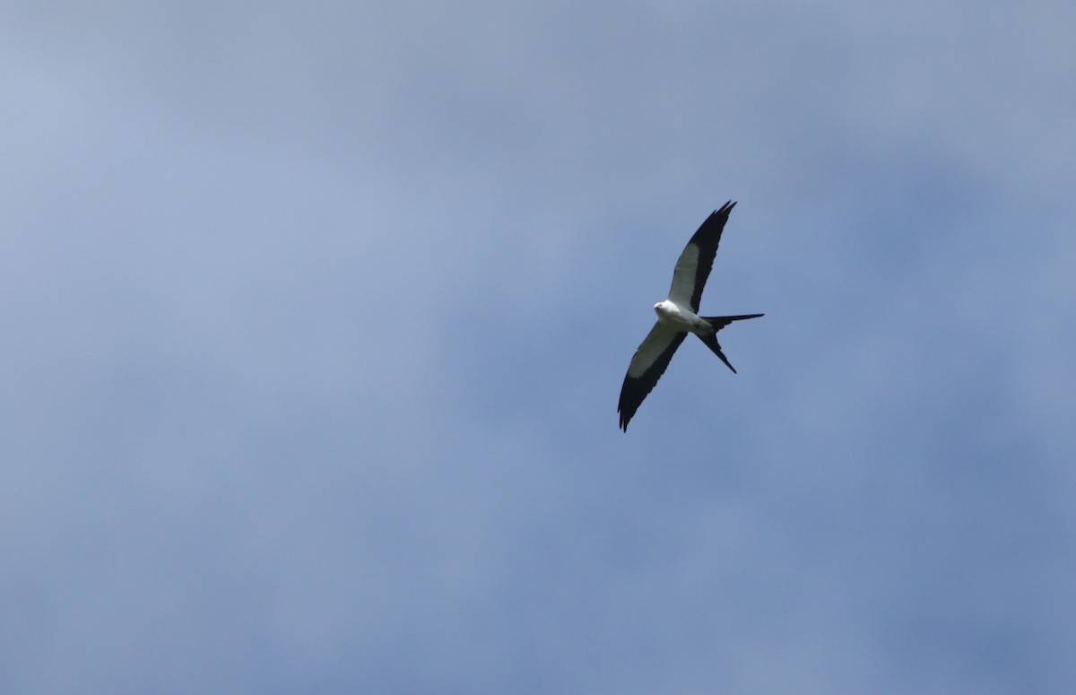 Swallow-tailed Kite - Aaron Maizlish