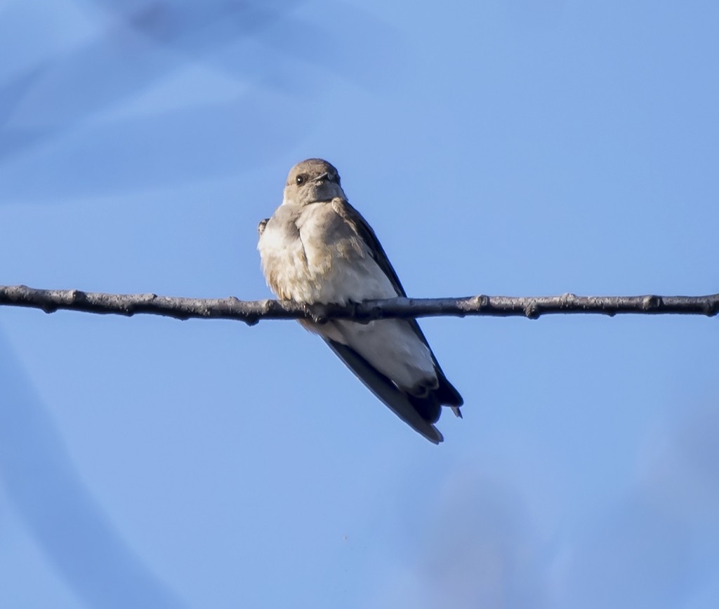 Northern Rough-winged Swallow - Felipe Pimentel
