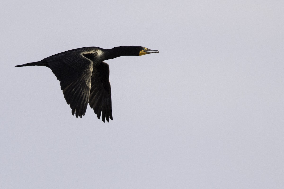 Double-crested Cormorant - Cam Nikkel