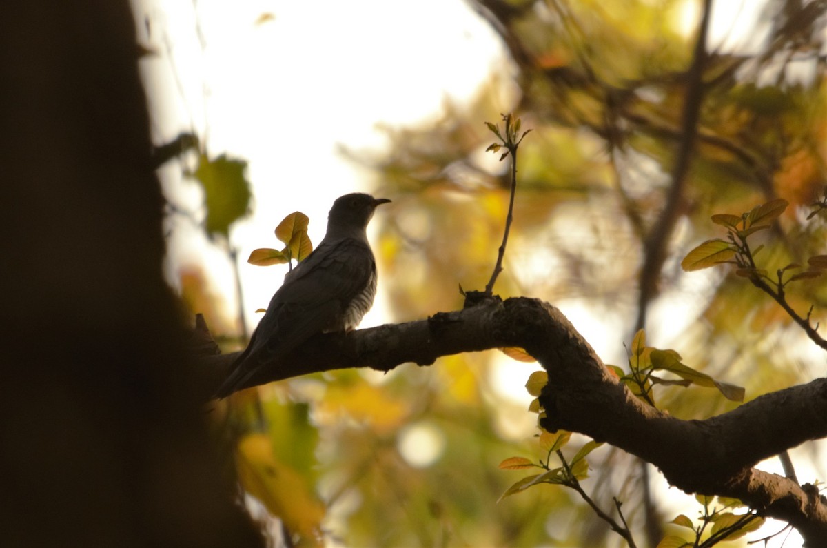 Common Cuckoo - Ameet Mandavia
