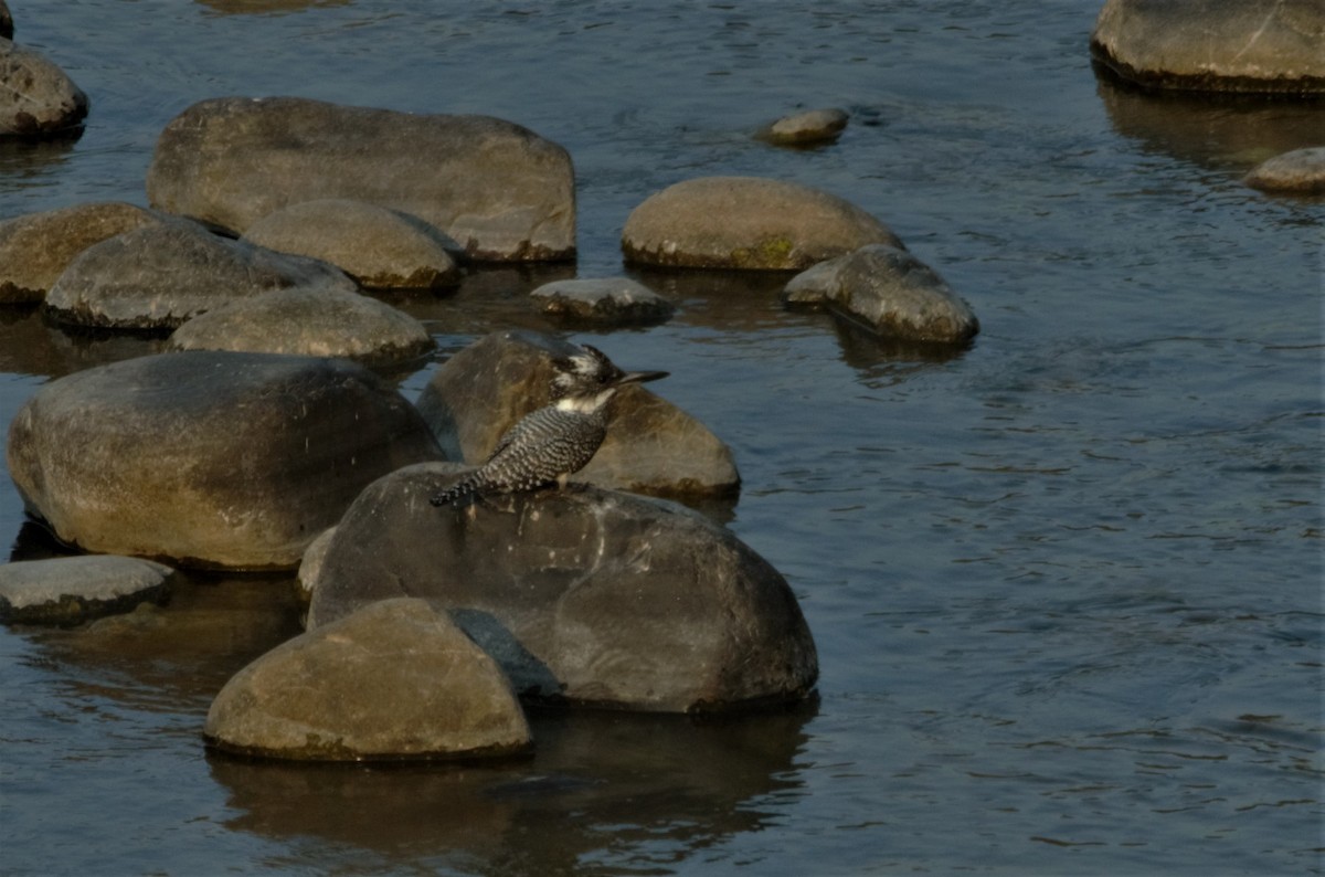 Crested Kingfisher - Ameet Mandavia