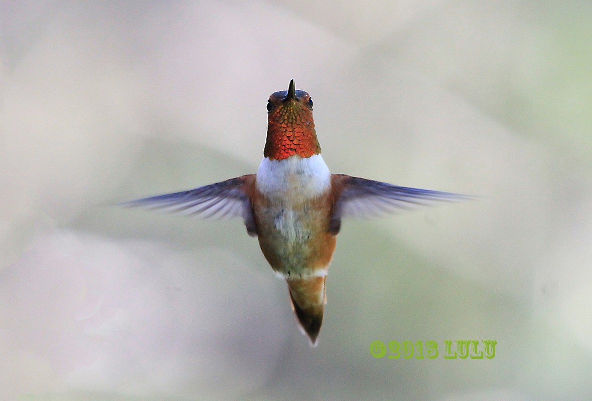 Rufous Hummingbird - ML95435201