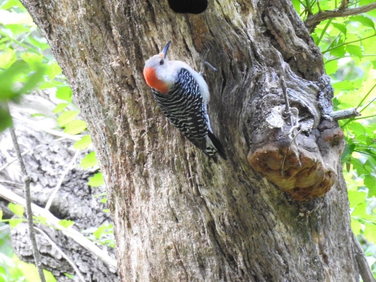 Red-bellied Woodpecker - Kay Zagst