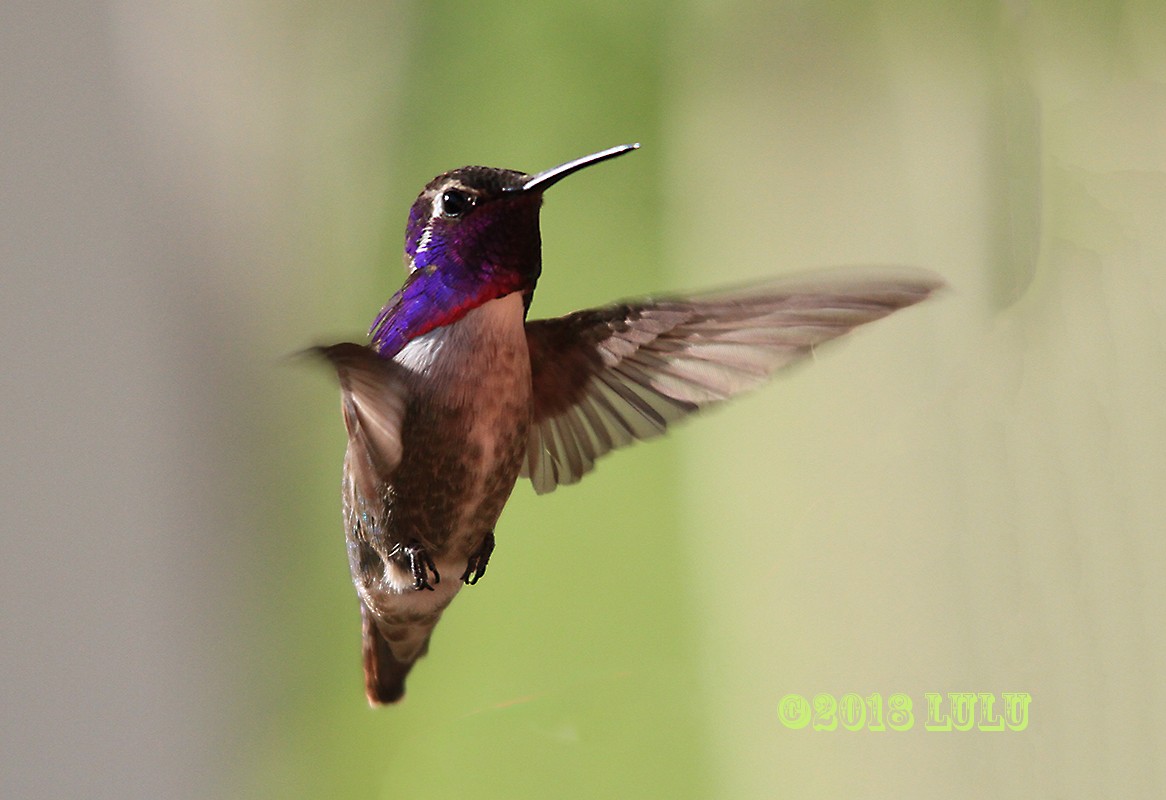 Costa's Hummingbird - ML95435871