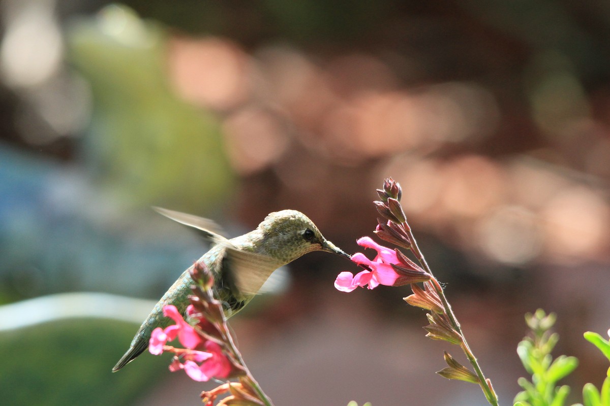 Anna's Hummingbird - ML95435911