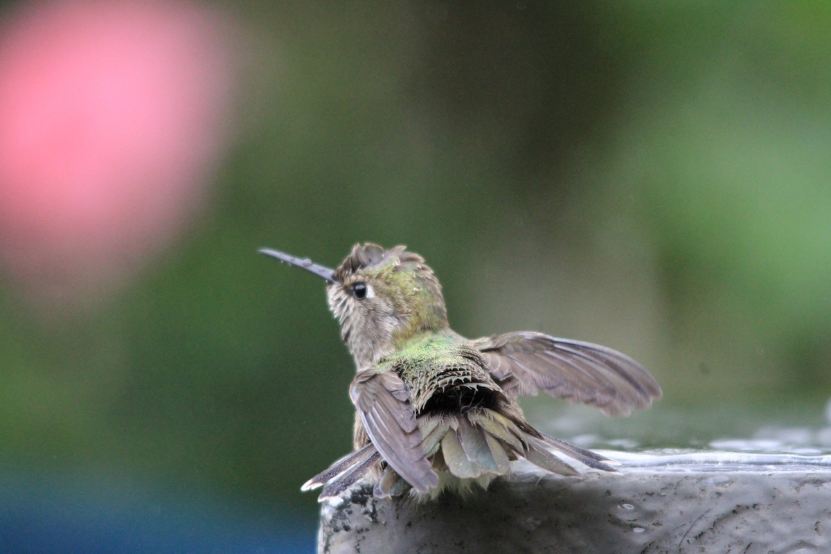 Anna's Hummingbird - ML95435931