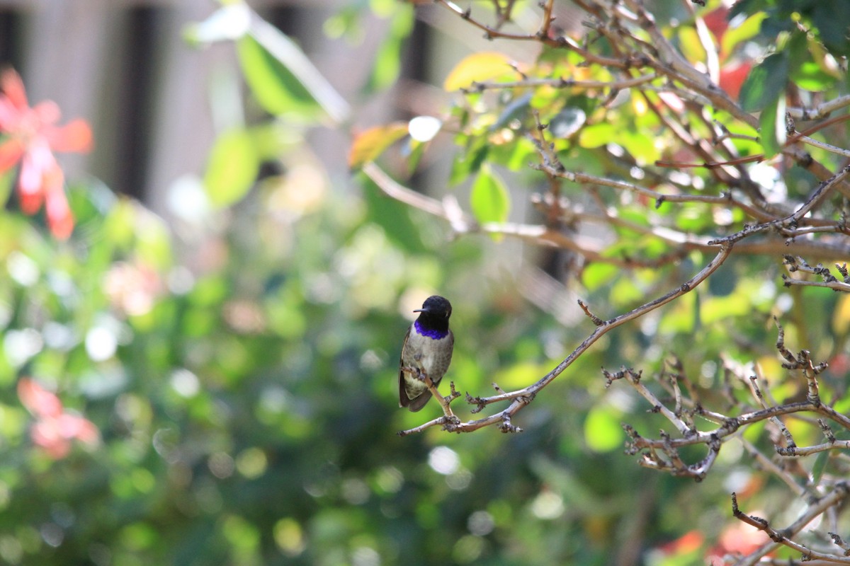 Black-chinned Hummingbird - mia kim