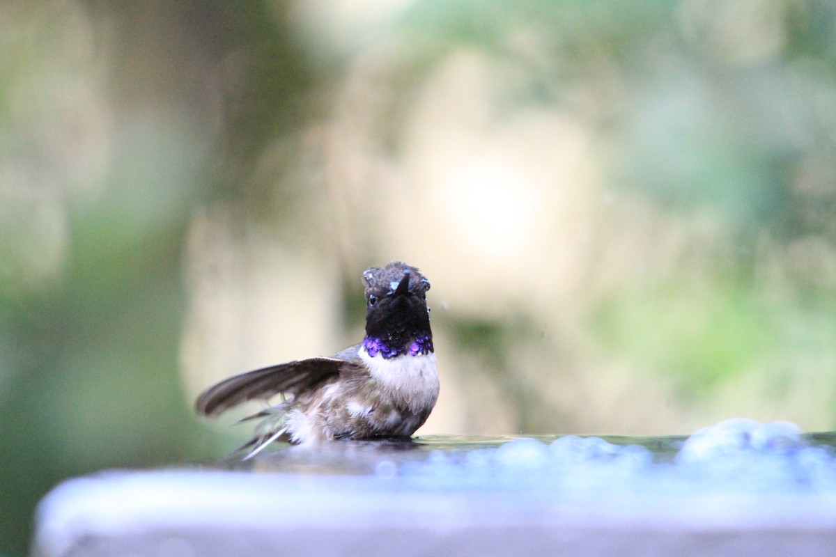 Black-chinned Hummingbird - ML95436131