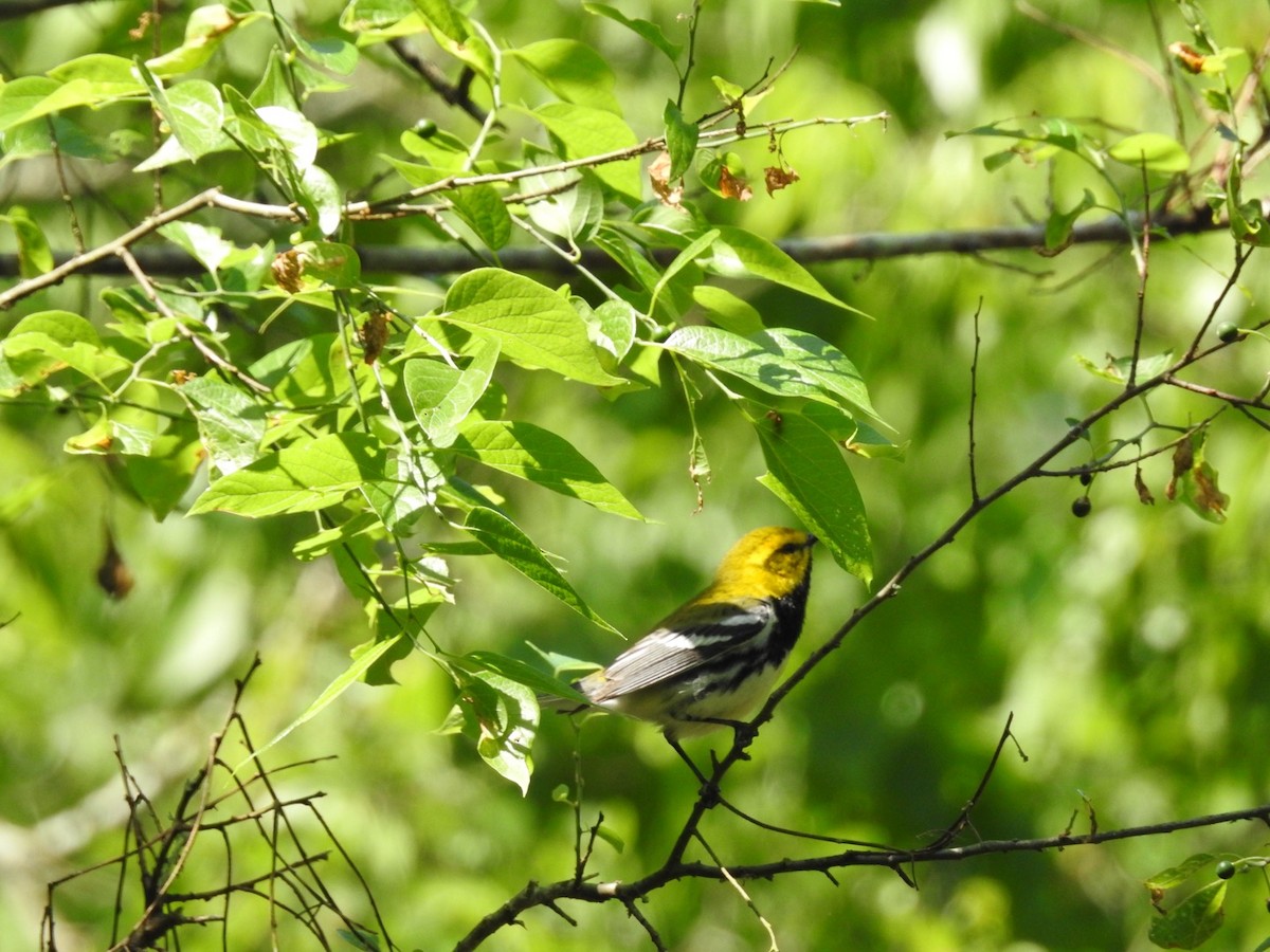 Black-throated Green Warbler - Kay Zagst