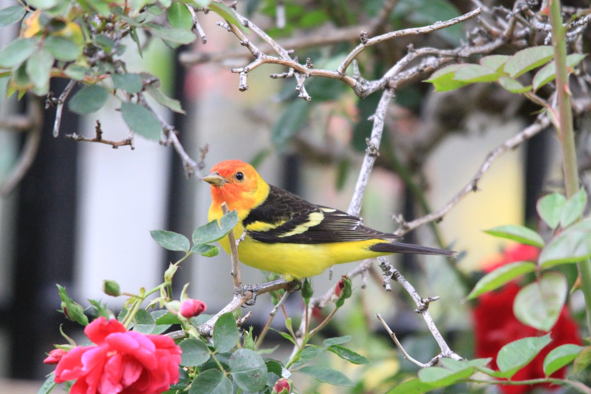 Western Tanager - ML95436791