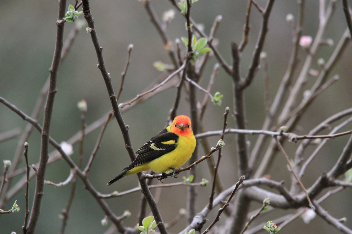 Western Tanager - ML95436811
