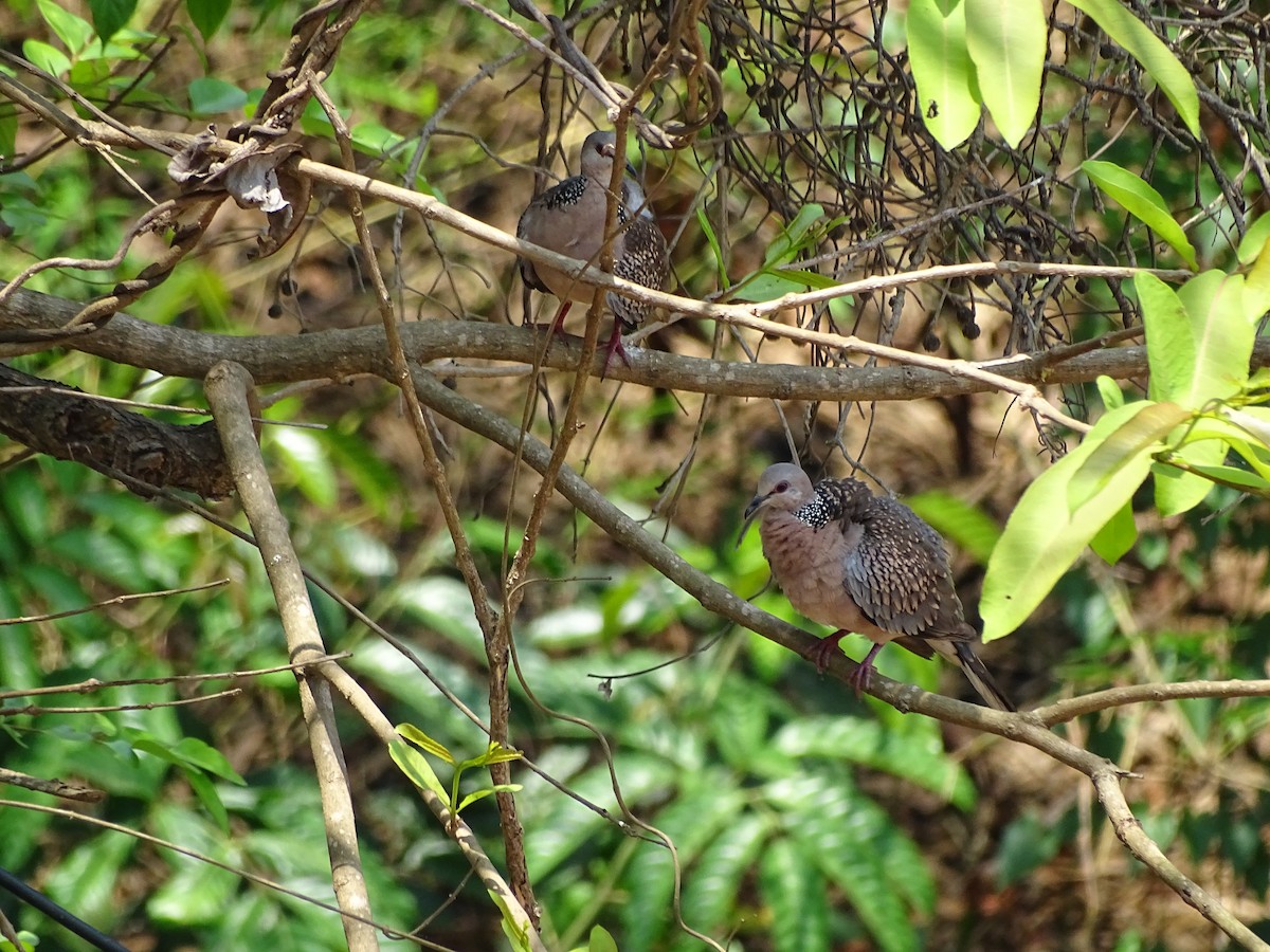 Spotted Dove - ML95437531