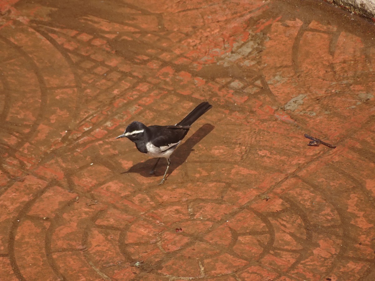 White-browed Wagtail - ML95437661
