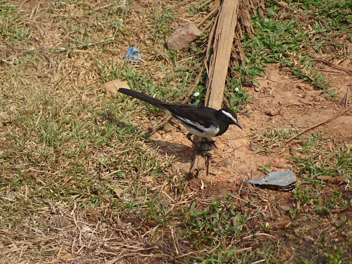 White-browed Wagtail - ML95437701