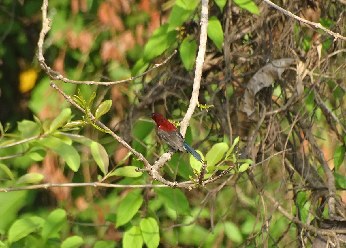 Vigors's Sunbird - Sneha Dharwadkar