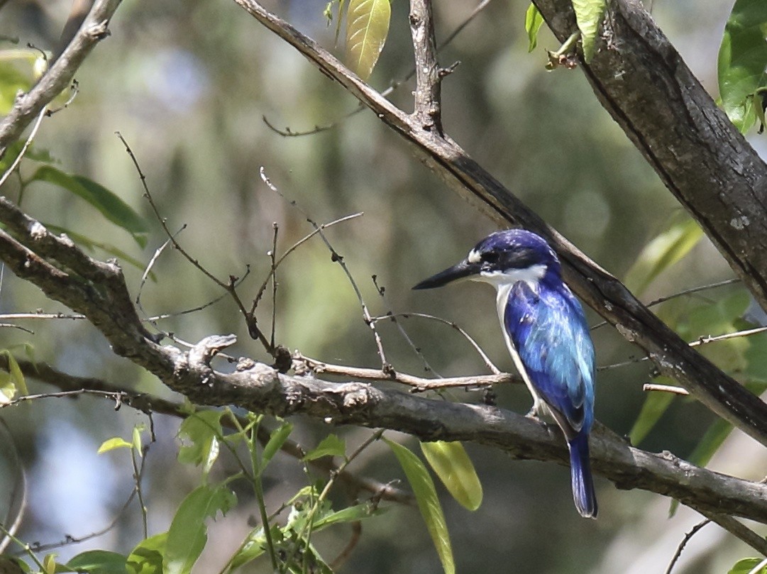 Forest Kingfisher - ML95439511