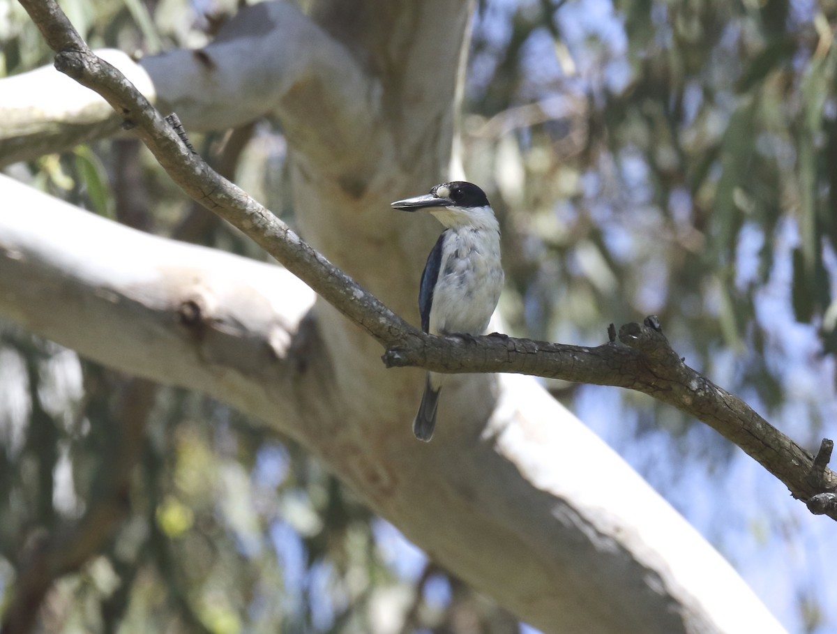 Forest Kingfisher - ML95439521