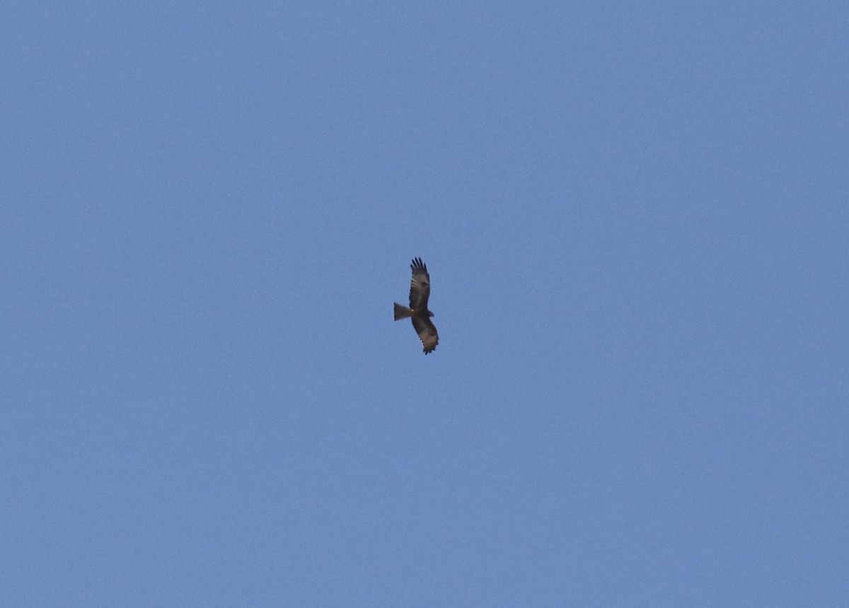 Square-tailed Kite - ML95440021