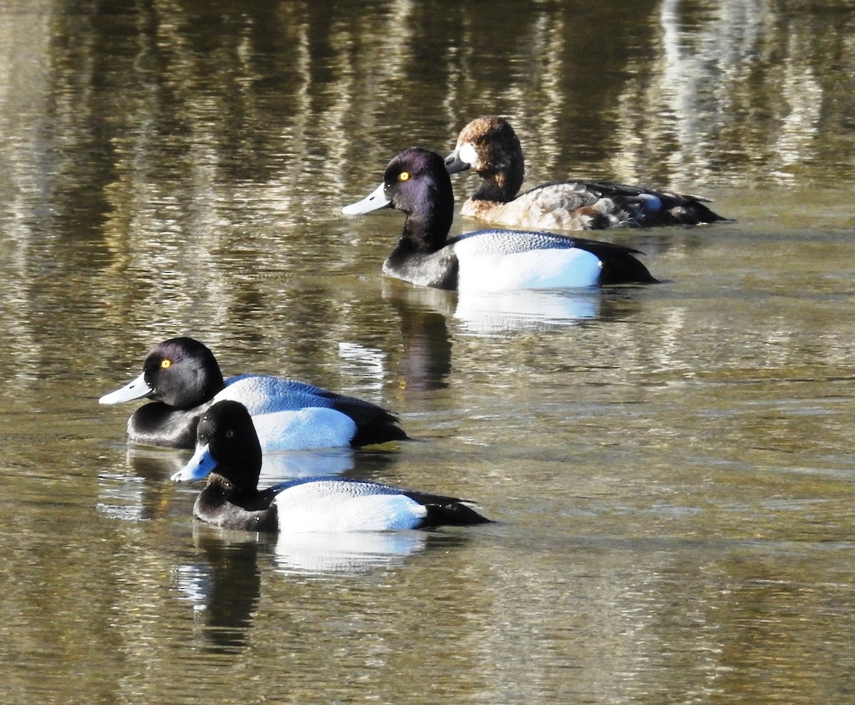 Greater Scaup - Mark  Ludwick