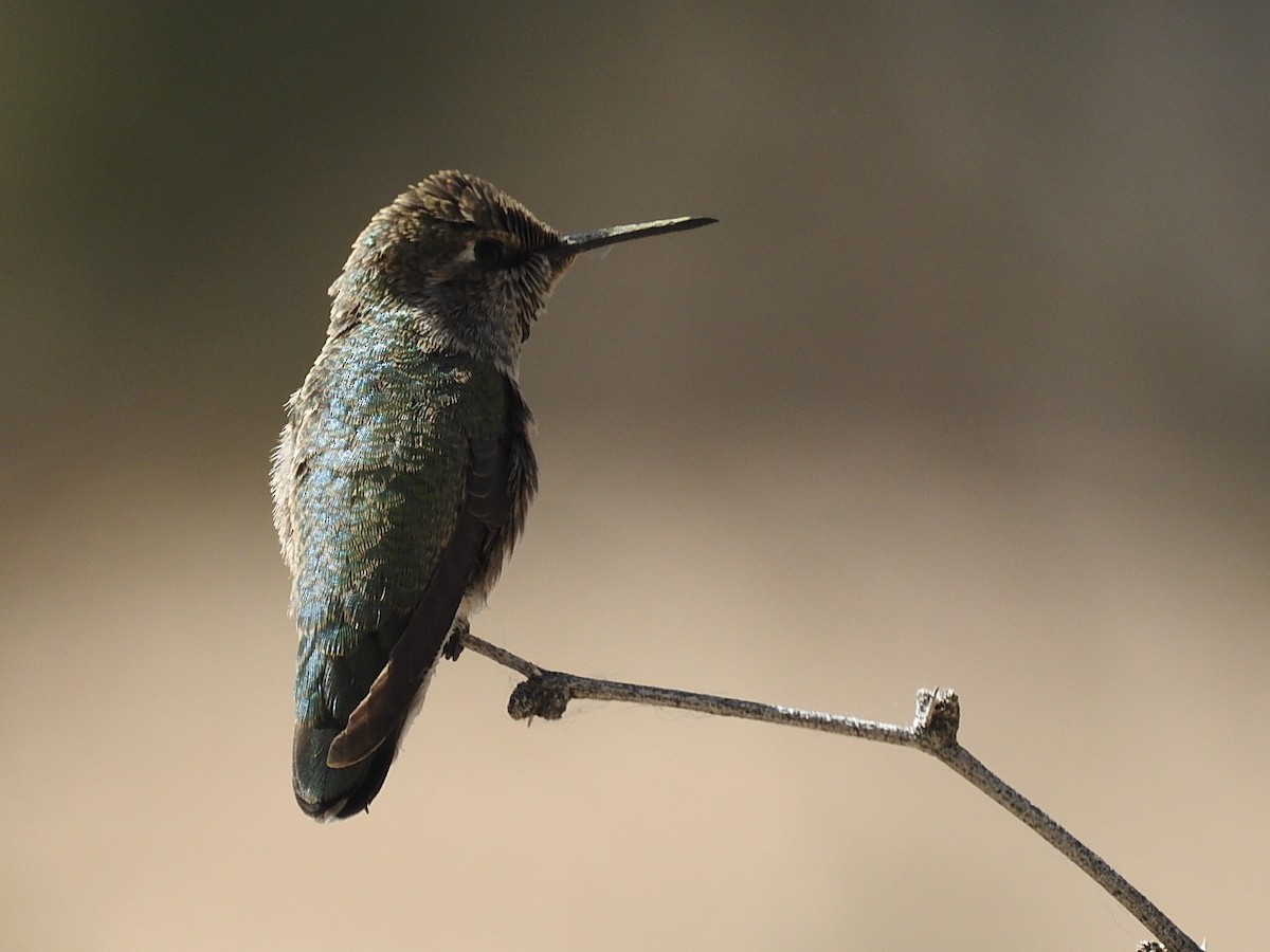 Rufous Hummingbird - Debbi Senechal