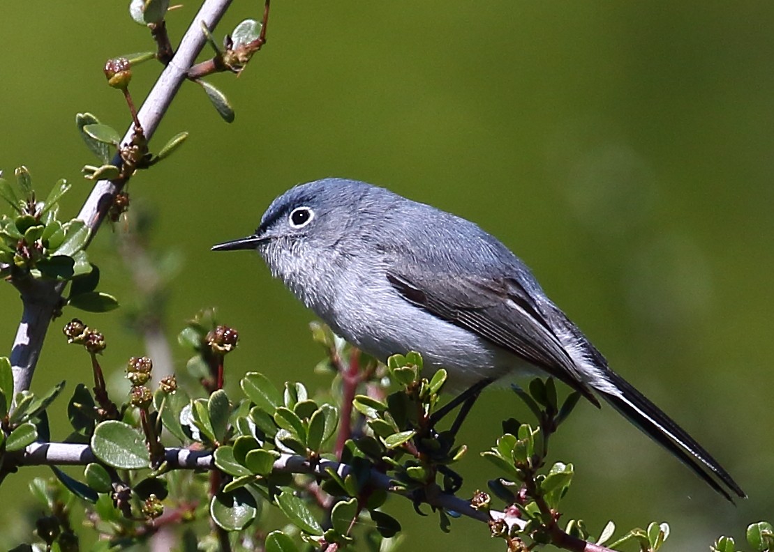 Blue-gray Gnatcatcher - Kent Leland