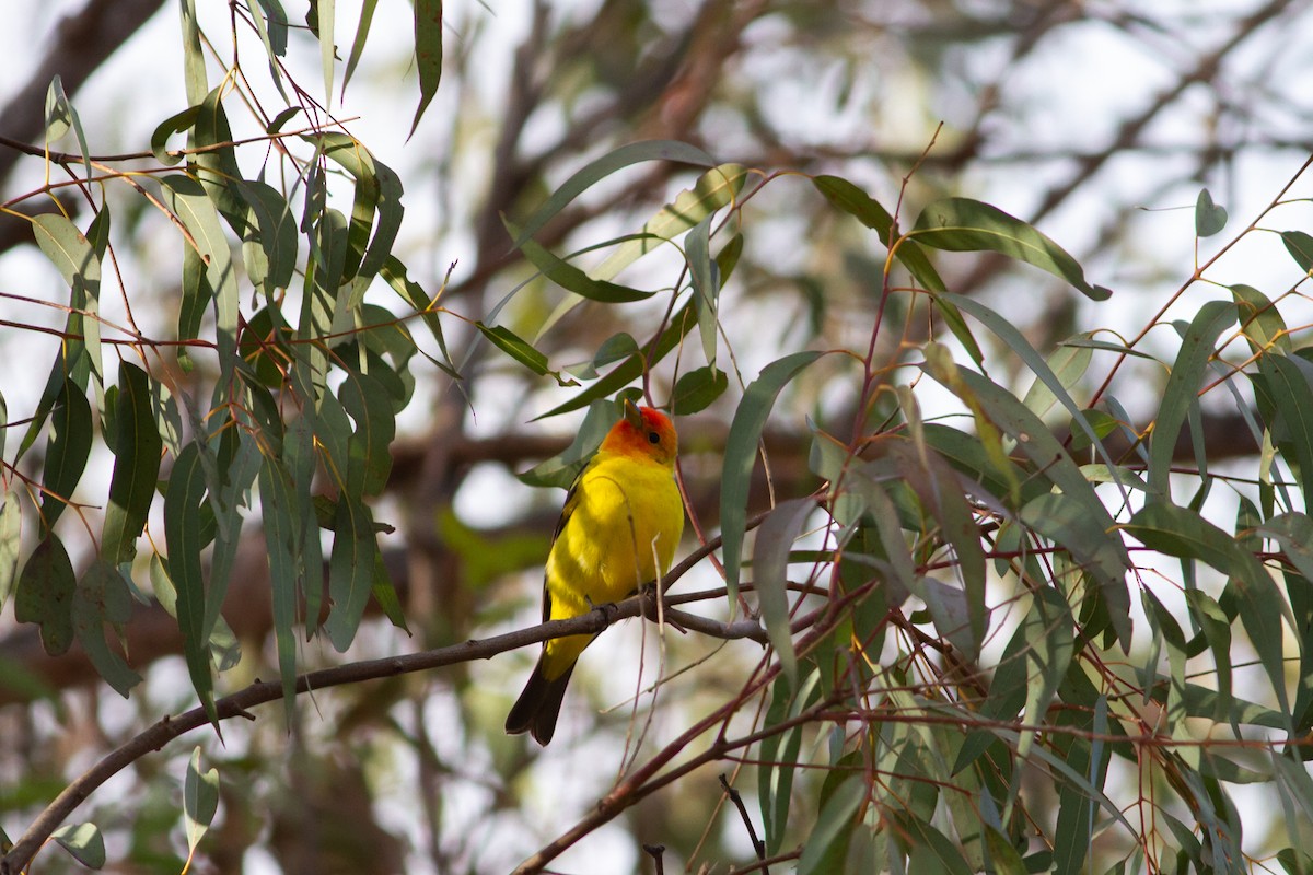 Western Tanager - ML95445821