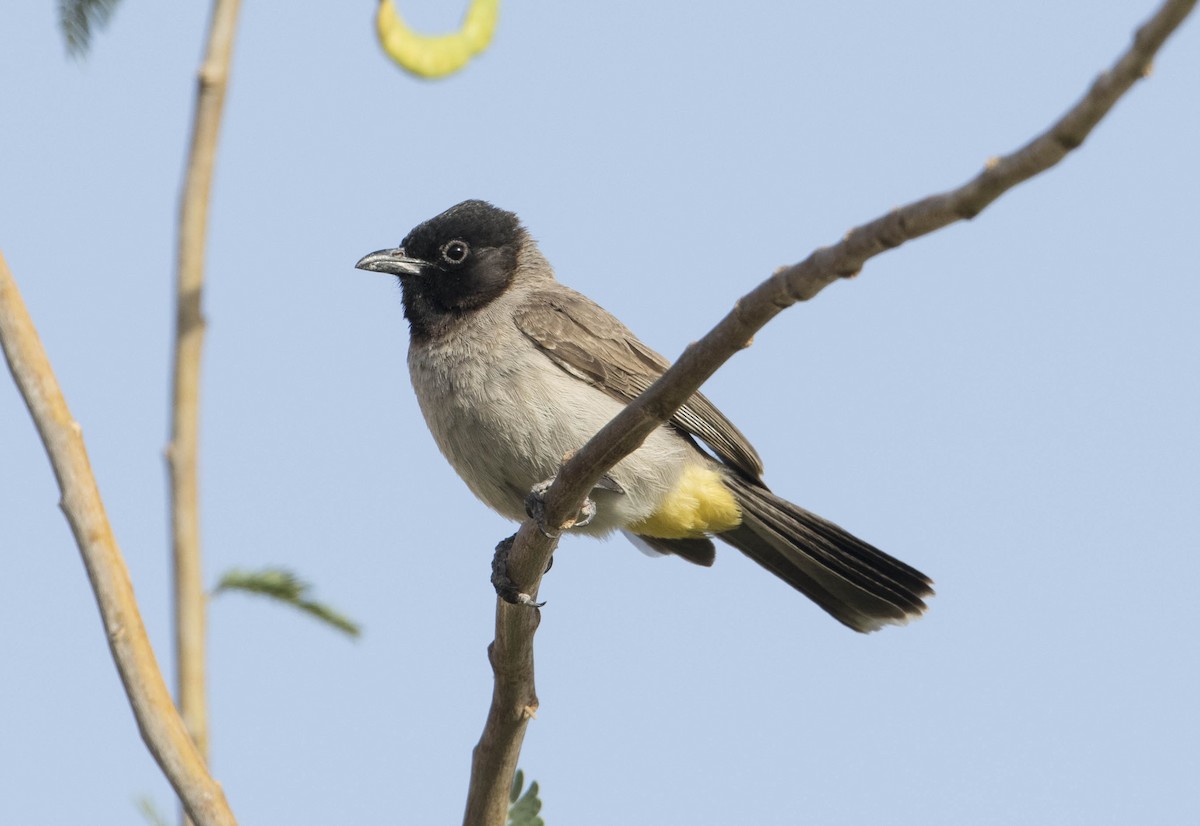 White-spectacled Bulbul - Huw Roberts