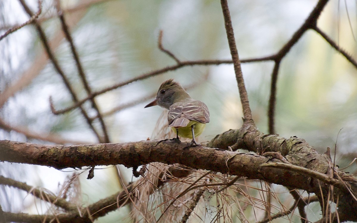 Great Crested Flycatcher - Ulysses Ortiz