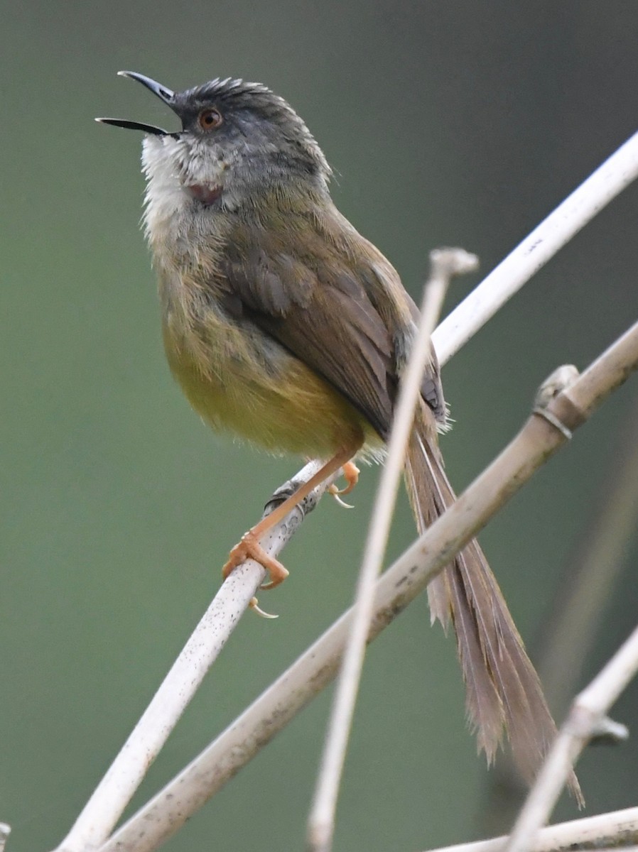 Yellow-bellied Prinia - marcel finlay