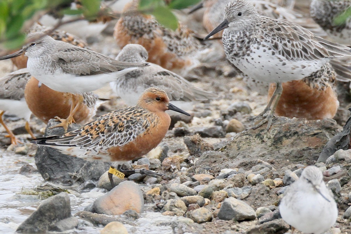Red Knot - Ting-Wei (廷維) HUNG (洪)