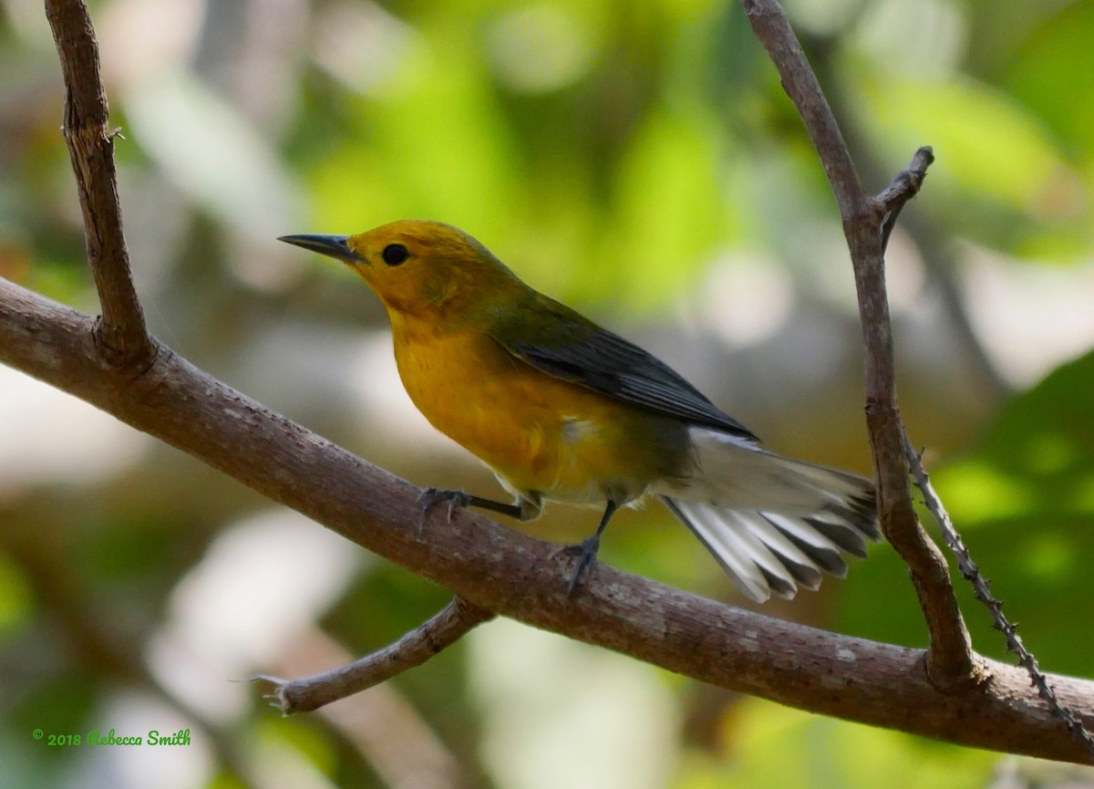 Prothonotary Warbler - ML95449561