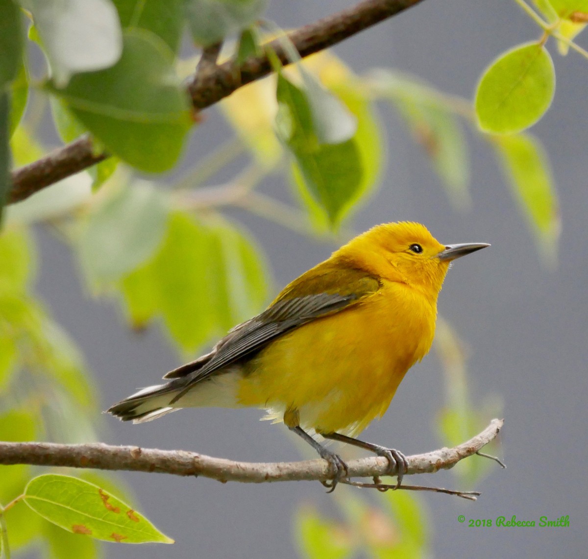 Prothonotary Warbler - Rebecca Smith