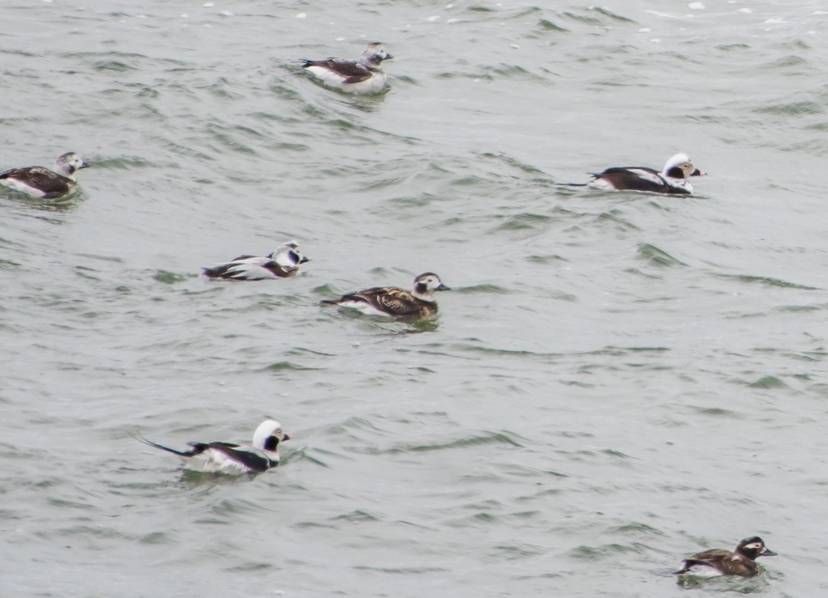 Long-tailed Duck - Frank King