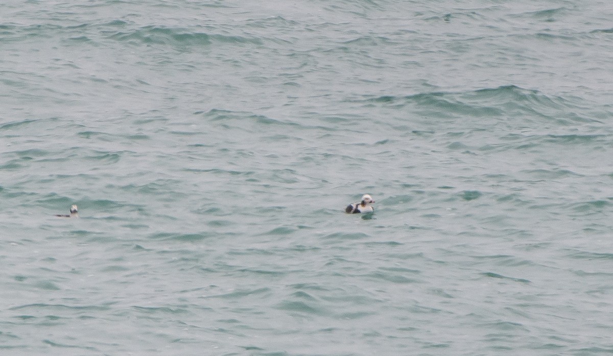 Long-tailed Duck - Frank King