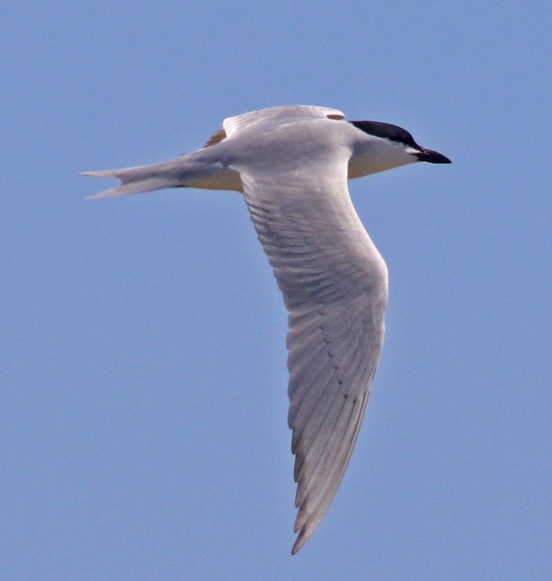 Gull-billed Tern - Chet McGaugh