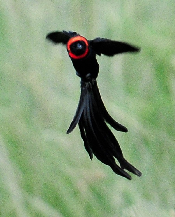 Red-cowled Widowbird - ML95453481