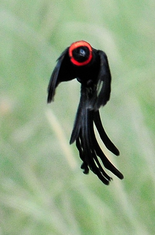 Red-cowled Widowbird - ML95453511