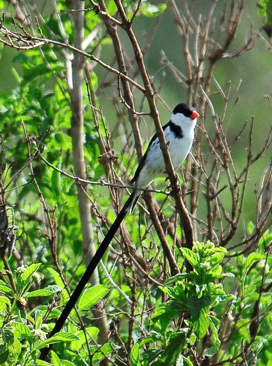 Pin-tailed Whydah - ML95453571