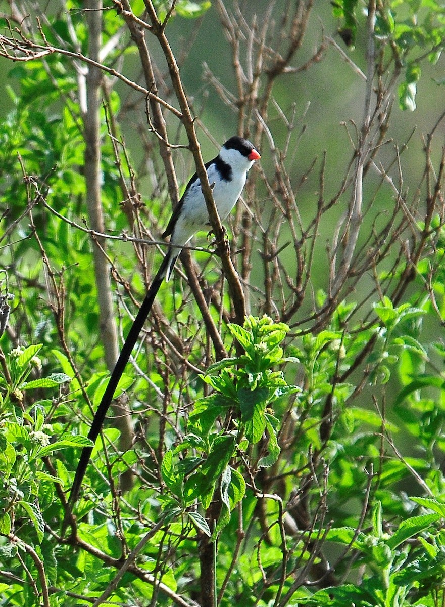 Pin-tailed Whydah - ML95453601