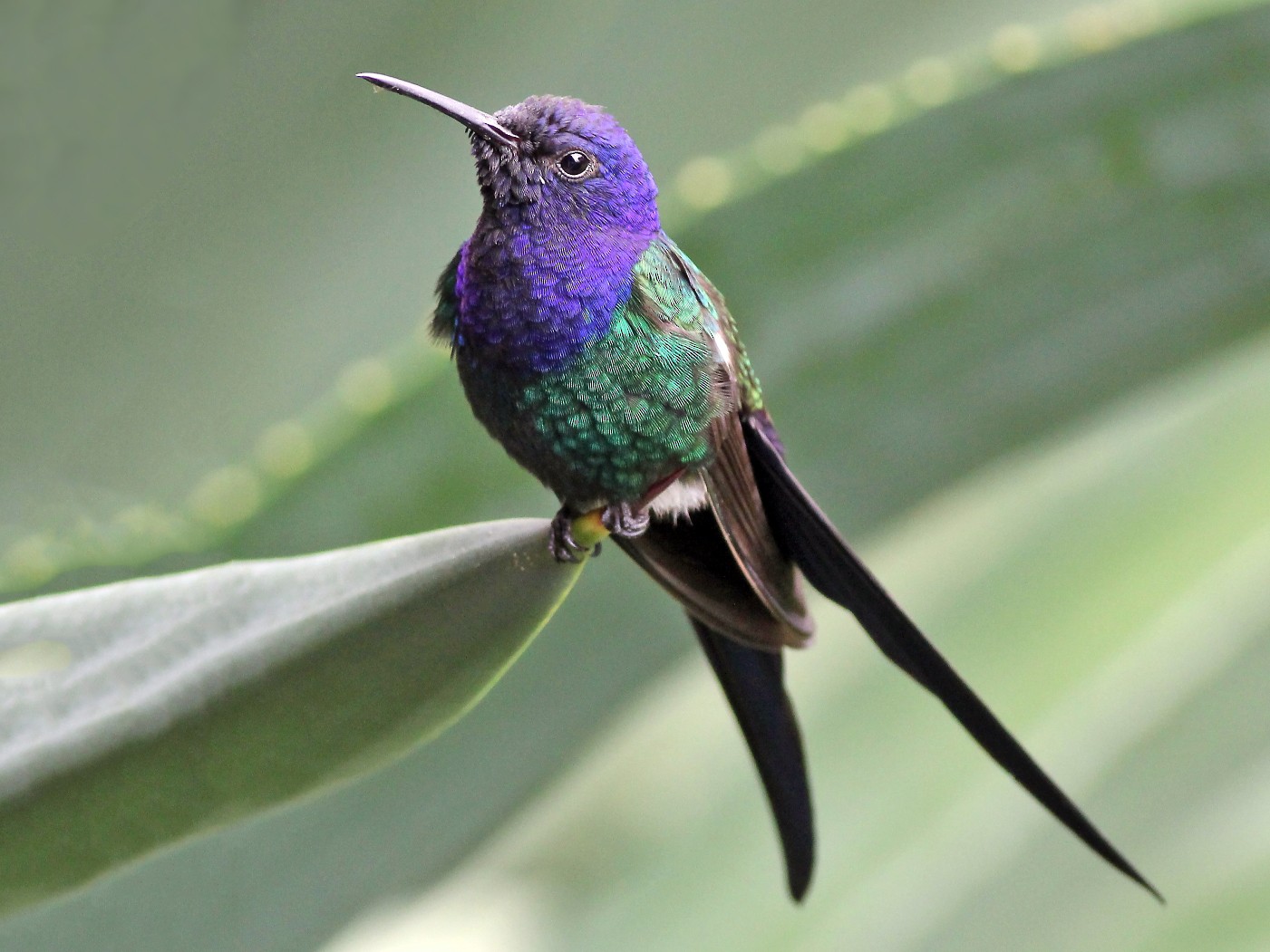 Swallow-tailed Hummingbird - Jason Leifester