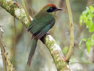  - Rufous-capped Motmot