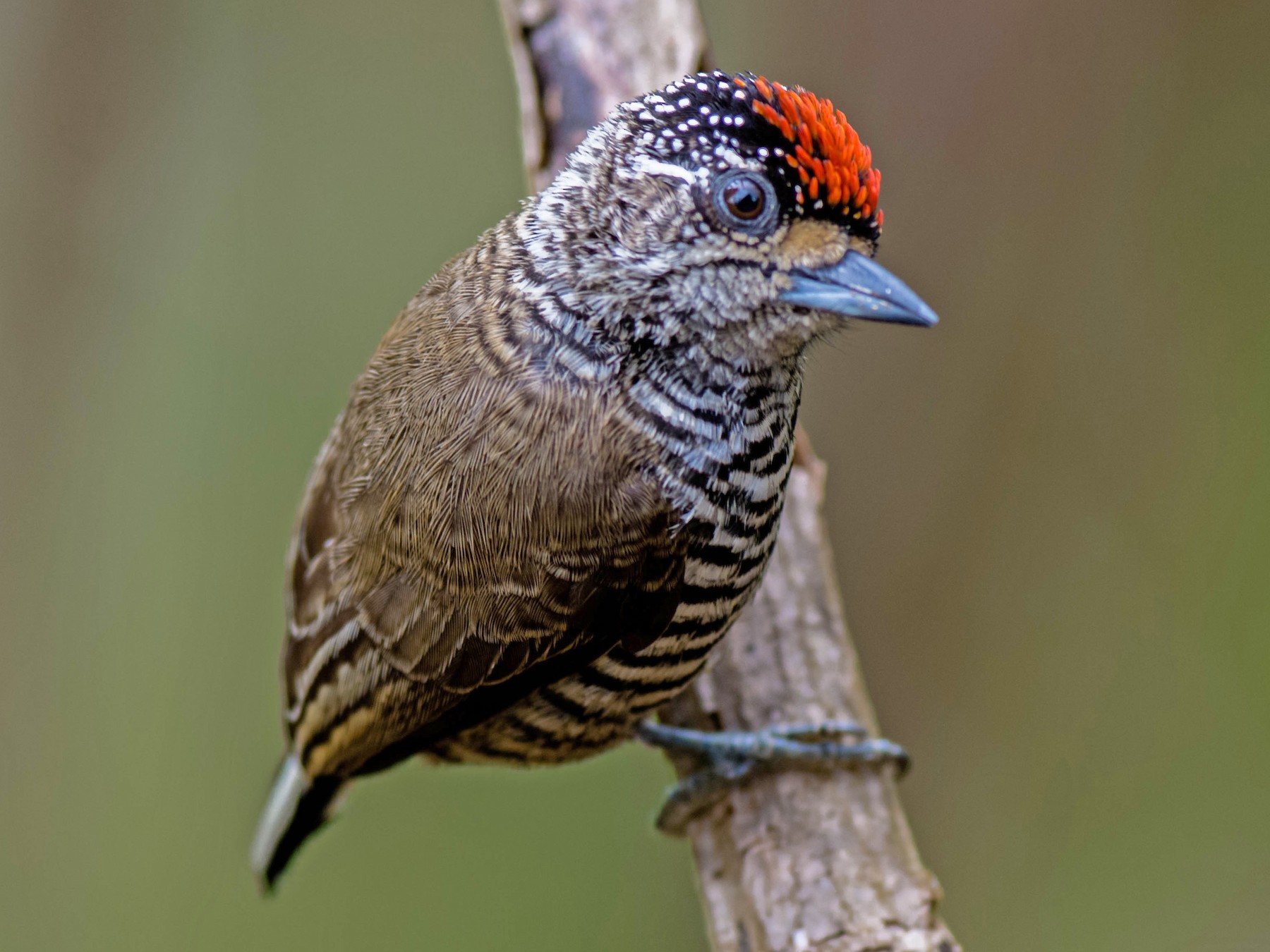 White-barred Piculet - Hudson - BirdsRio