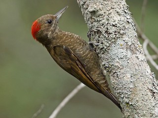  - Little Woodpecker