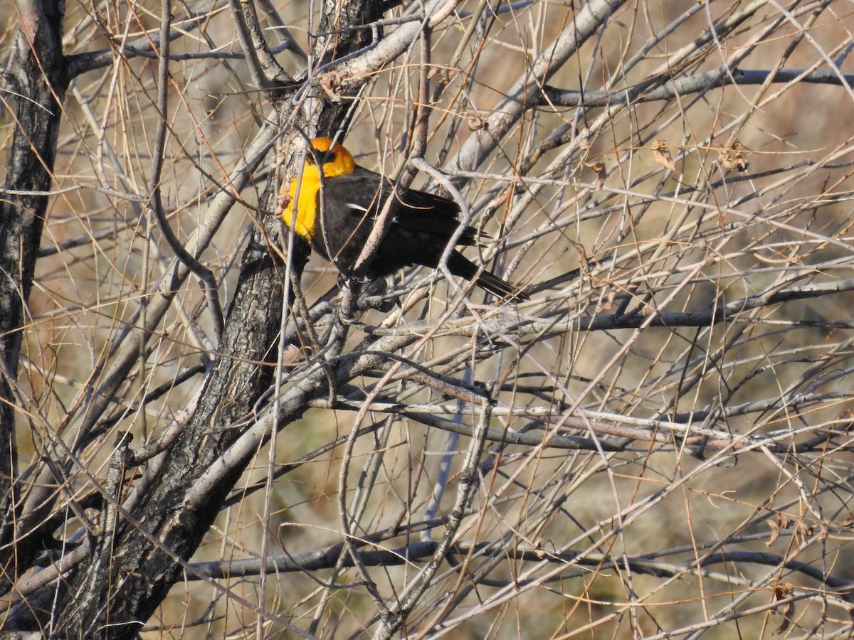 Yellow-headed Blackbird - ML95462421