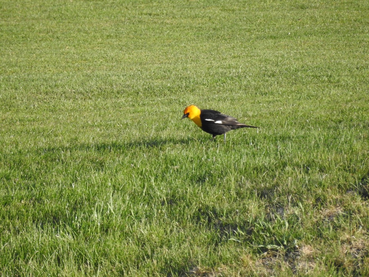 Yellow-headed Blackbird - ML95462431