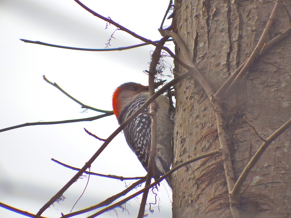 Red-bellied Woodpecker - Deirdre Robinson