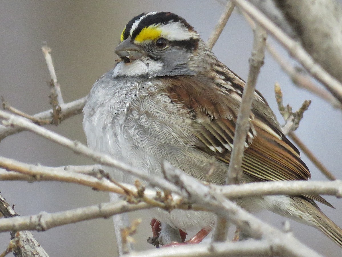 White-throated Sparrow - George Levtchouk