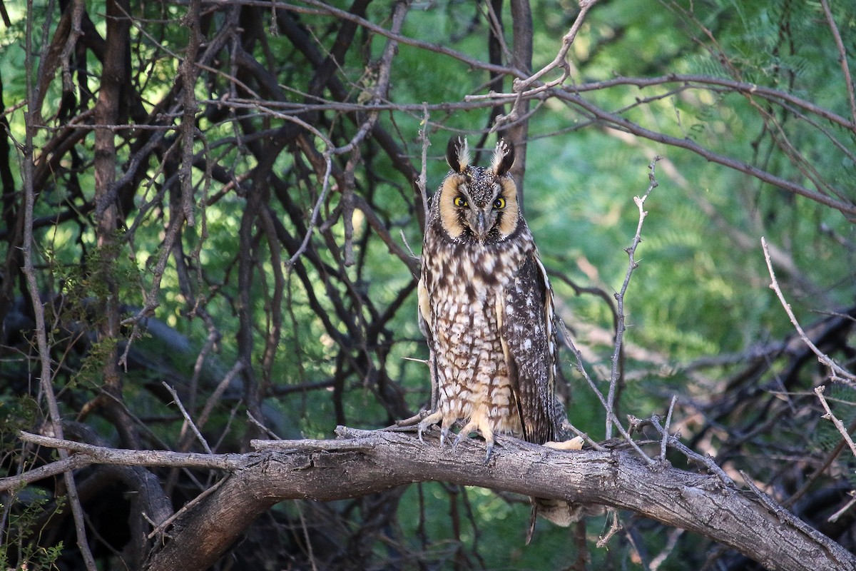 Long-eared Owl - Marlee Fuller-Morris