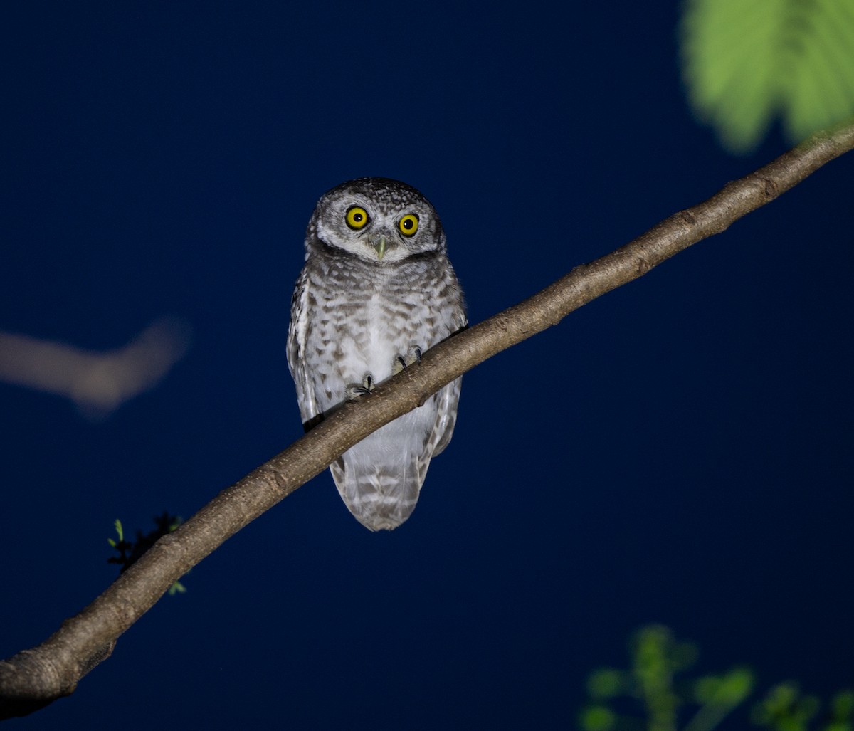 Spotted Owlet - ML95469251