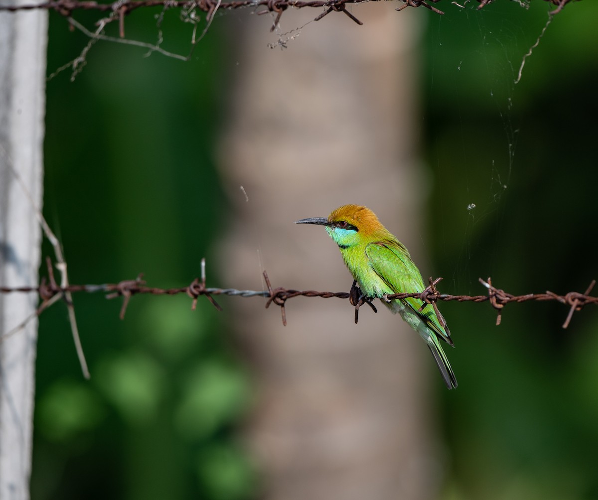 Asian Green Bee-eater - ML95469701